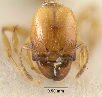 Media type: image;   Entomology 20731 Aspect: head frontal view